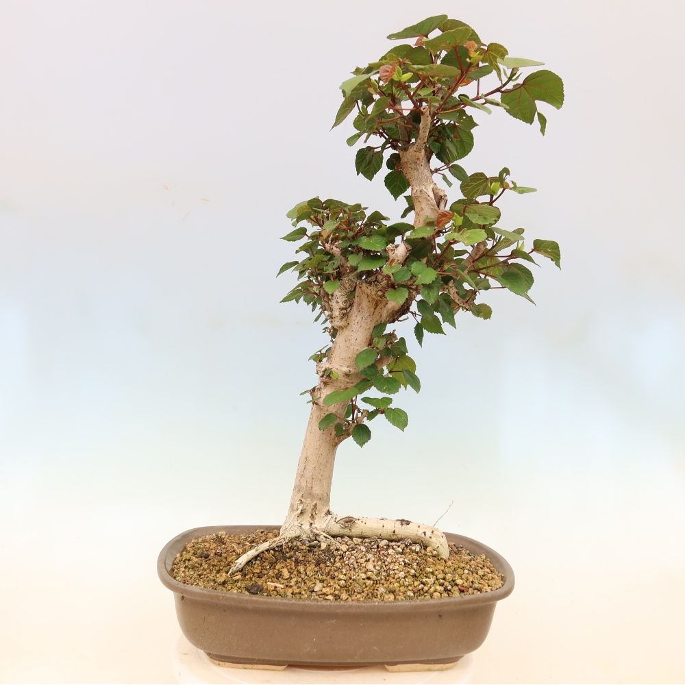 Bonsai voor binnen - Hibiscus tiliaceus - Zee Hibiscus