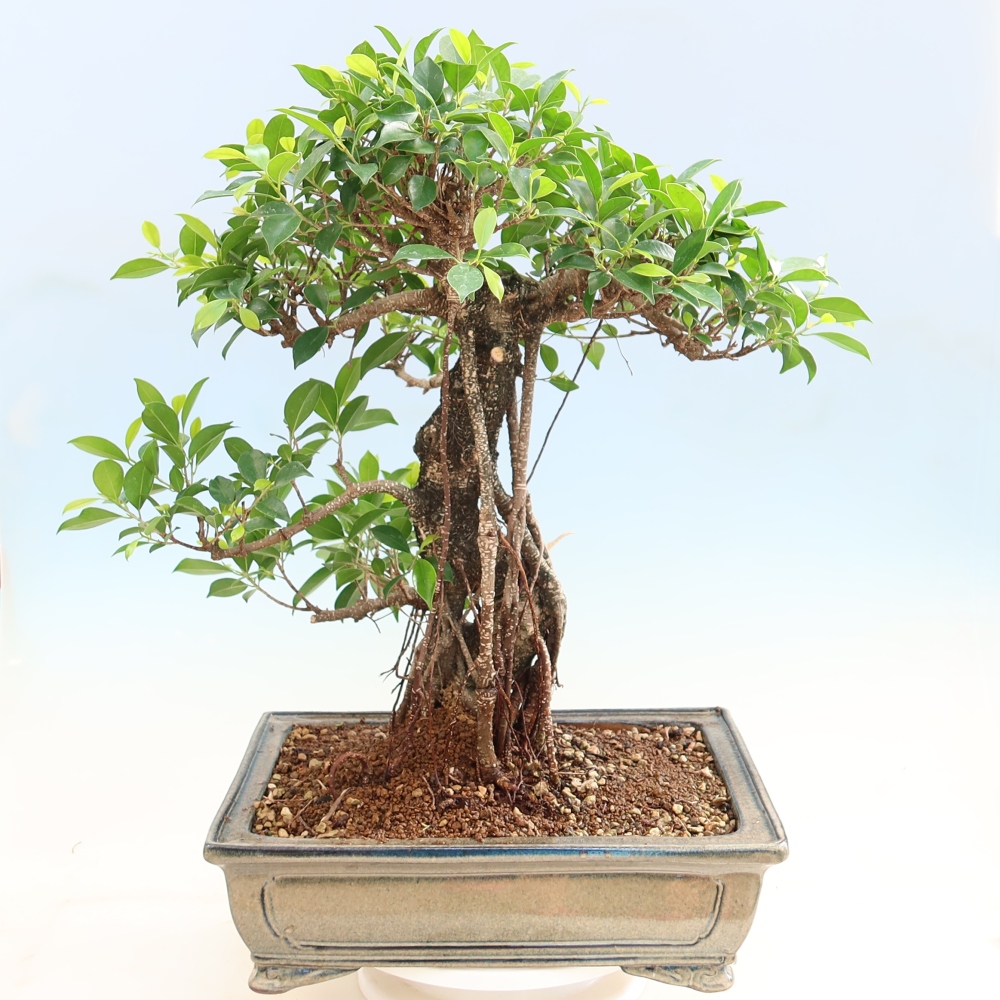 Kamerbonsai - Ficus kimmen - kleinbladige ficus