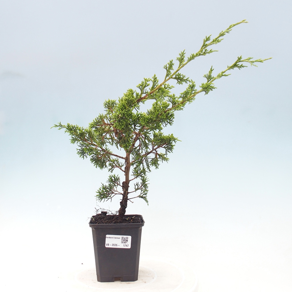 Bonsai voor buiten - Juniperus chinensis Itoigawa