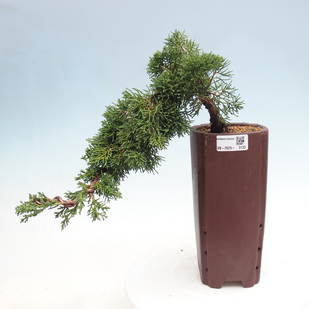 Bonsai voor buiten - Juniperus chinensis Kishu