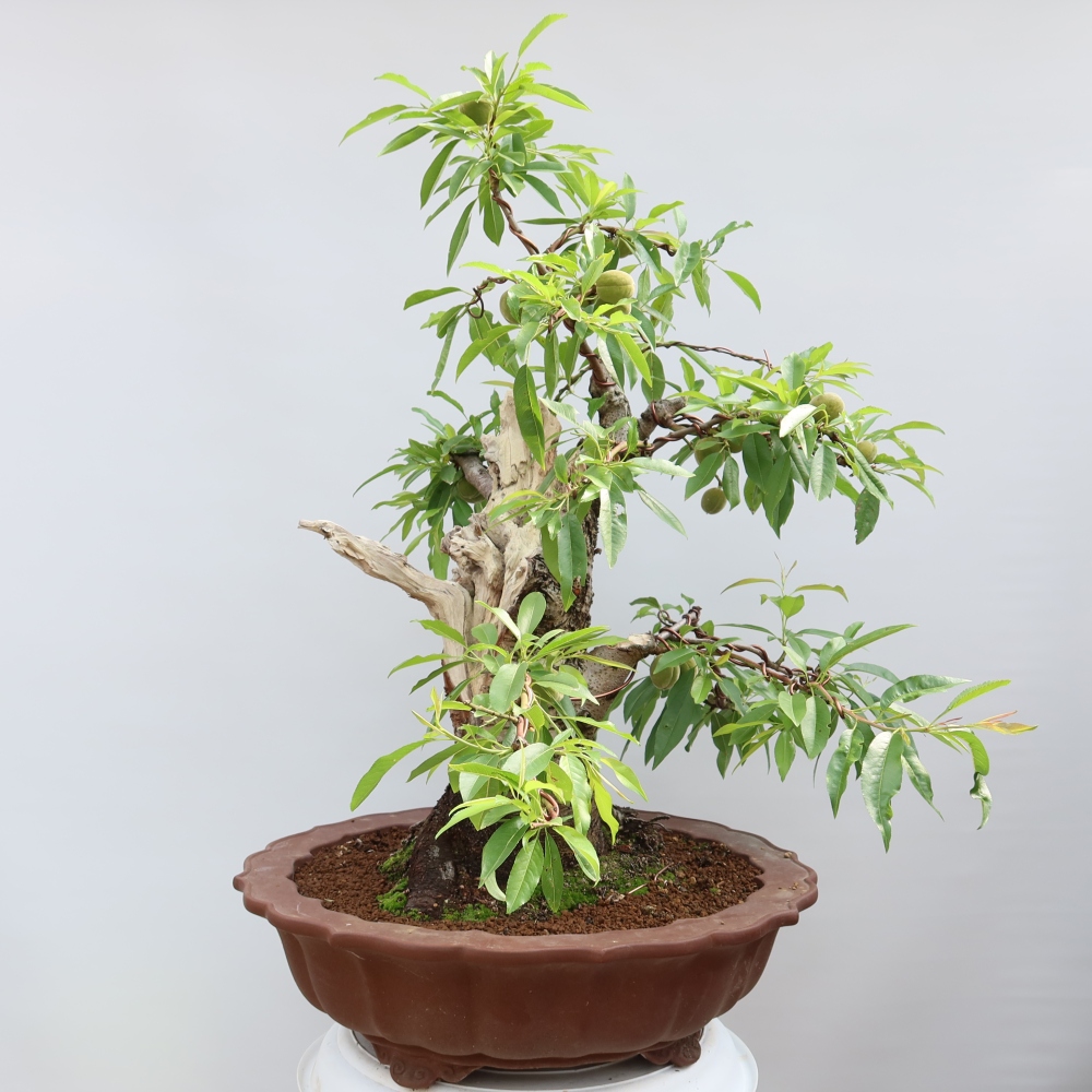 Bonsai voor buiten - Prunus dulcis – Gewone amandelboom