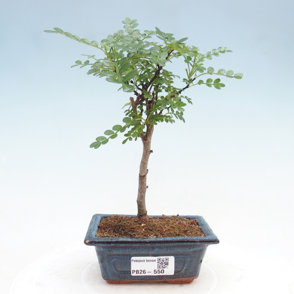 Kamerbonsai - Zantoxylum piperitum - peperboom