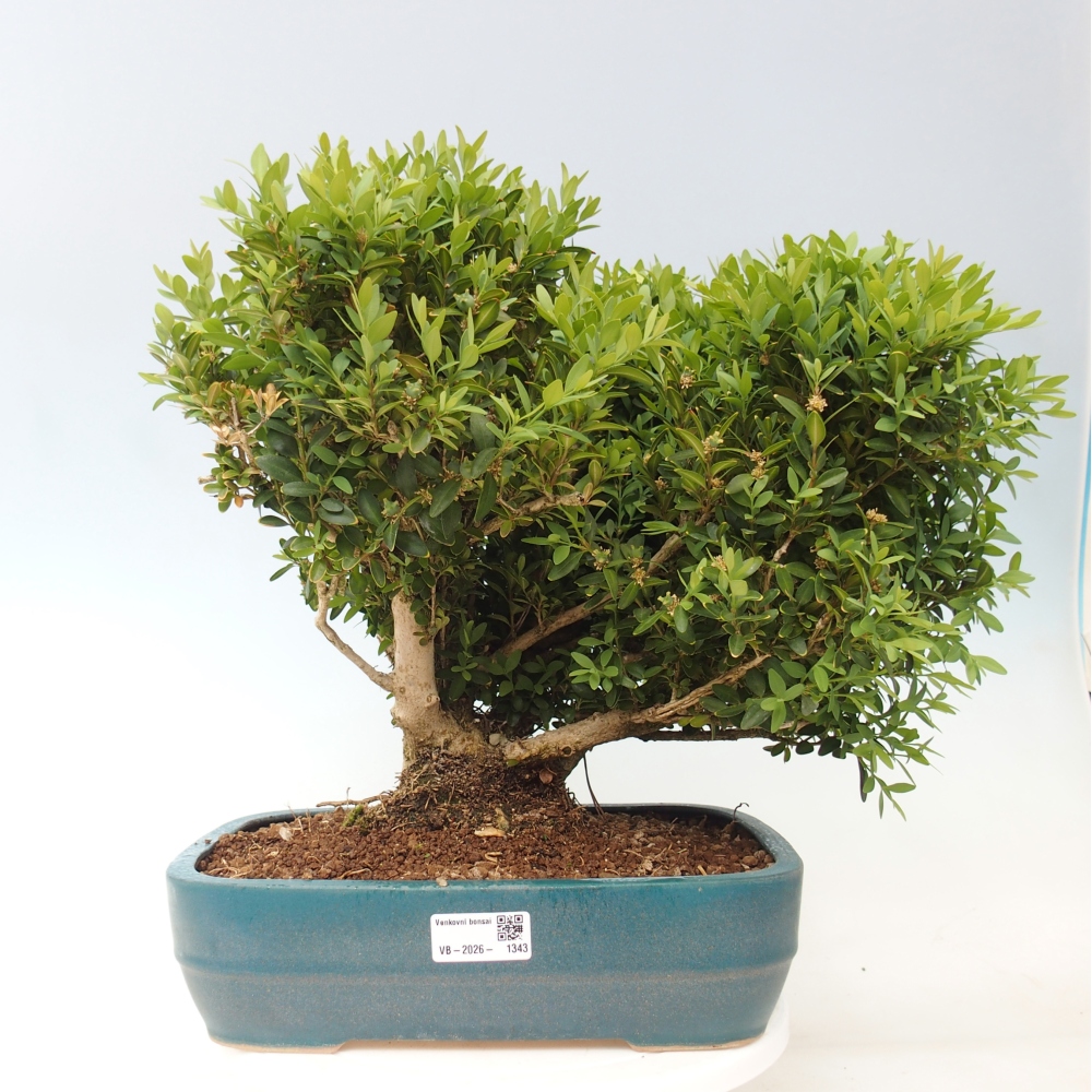 Bonsai voor buiten - Buxus sempervirens - buxus