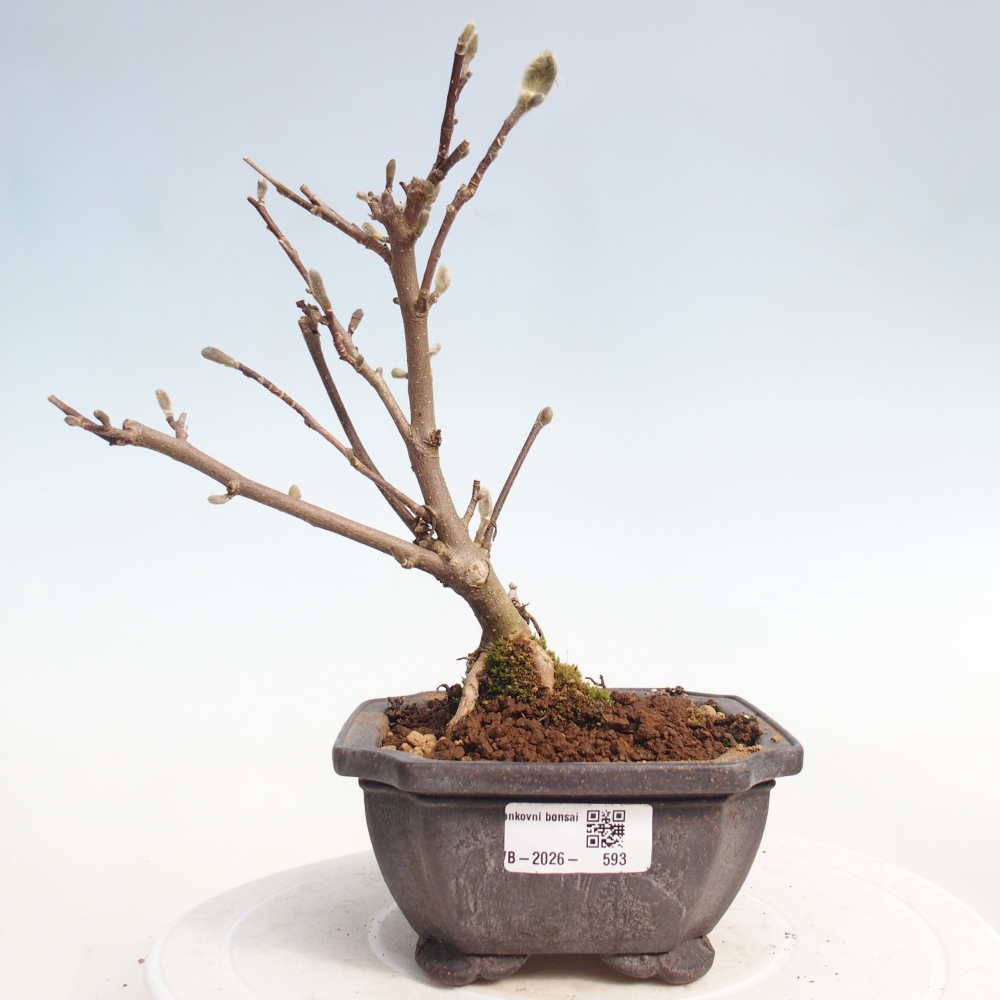 Bonsai voor buiten - Magnolia stellata