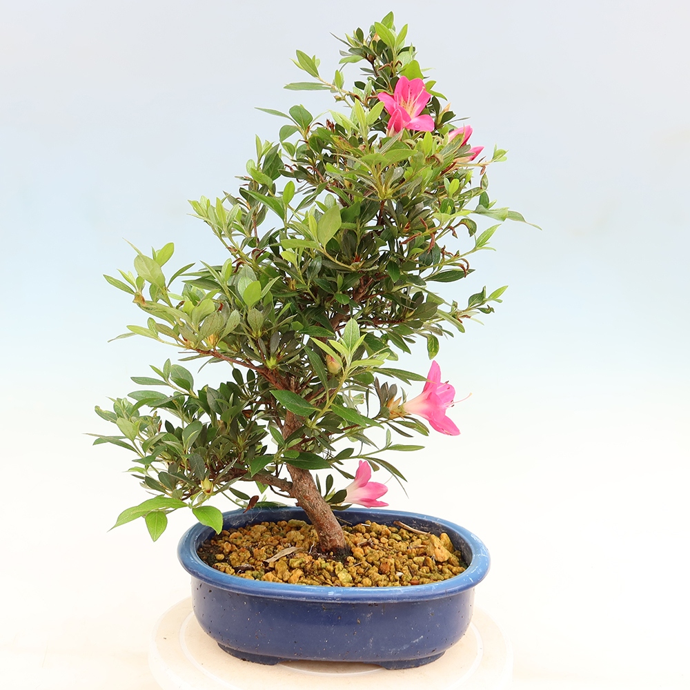 Bonsai voor buiten - Japanse Azalea - Azalea Yoko