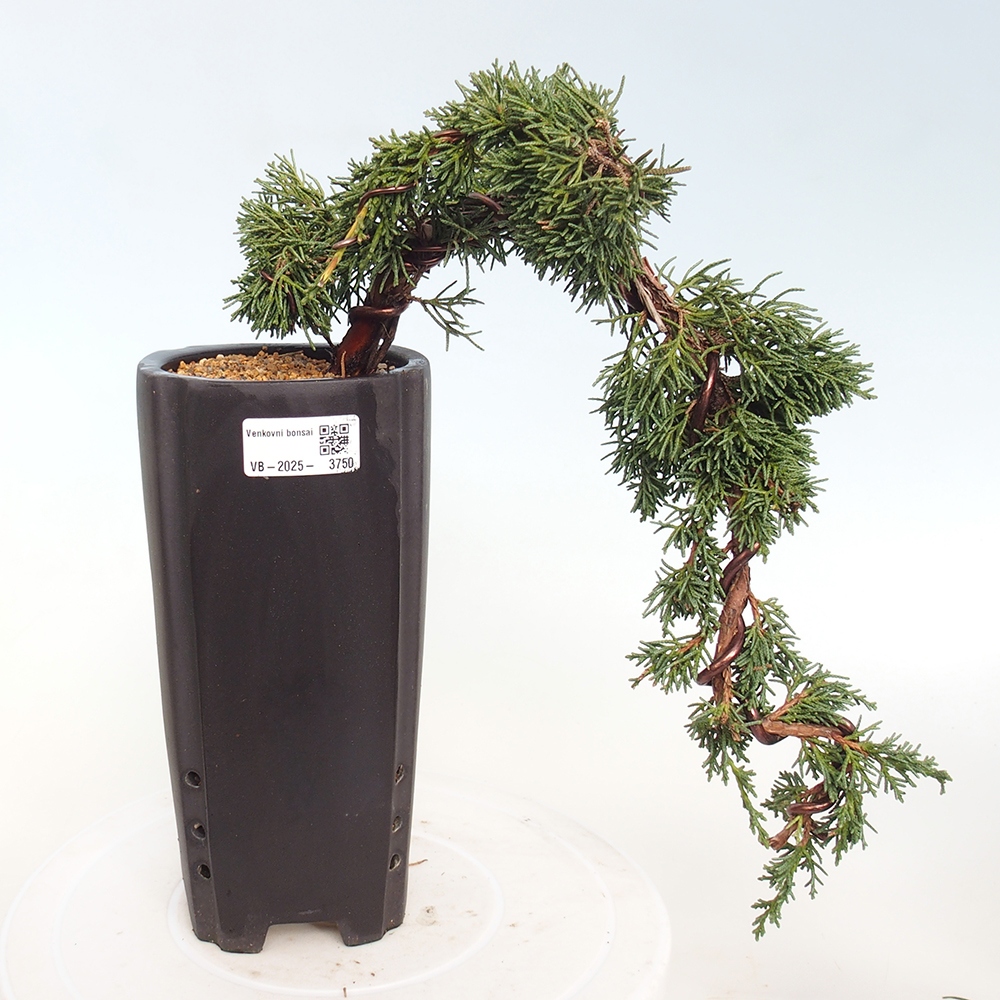Bonsai voor buiten - Juniperus chinensis Kishu