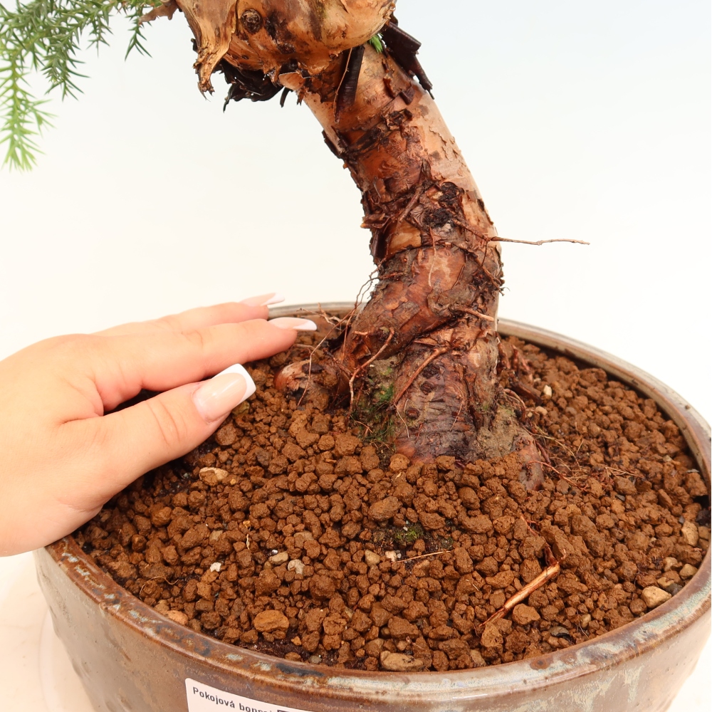 Kamerbonsai - Araucaria - kamer spar