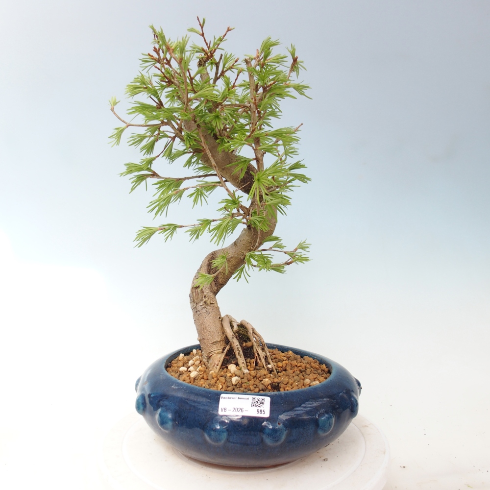 Bonsai voor buiten -Pseudolarix amabis-Pseudolarix amabis
