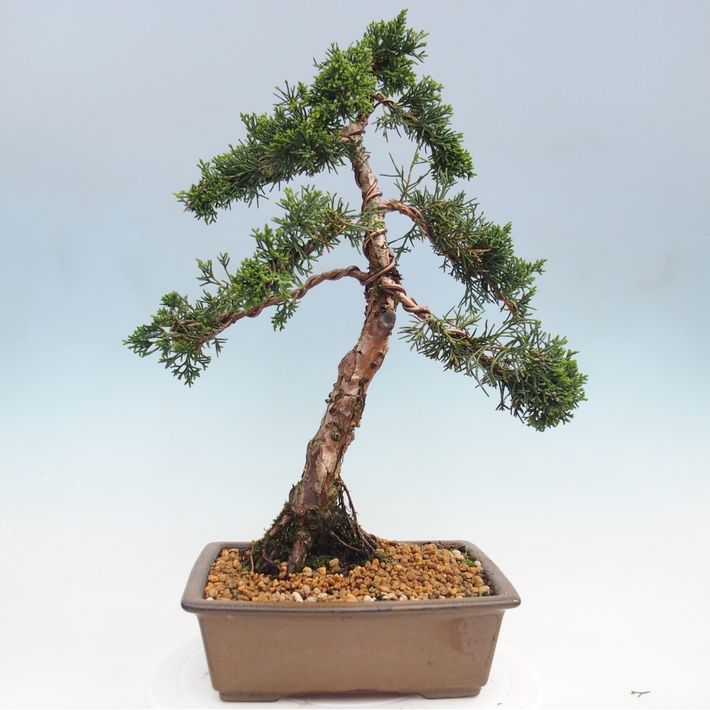 Bonsai voor buiten - Juniperus chinensis Kishu
