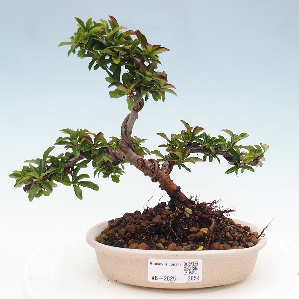 Bonsai-Pyracantha Teton voor buiten -Hlox