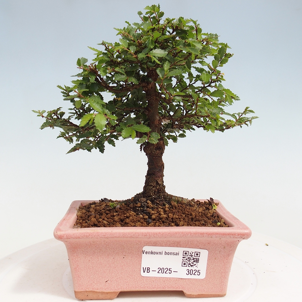 Bonsai voor buiten - Ulmus parvifolia Sagei - Kleinbladige iep