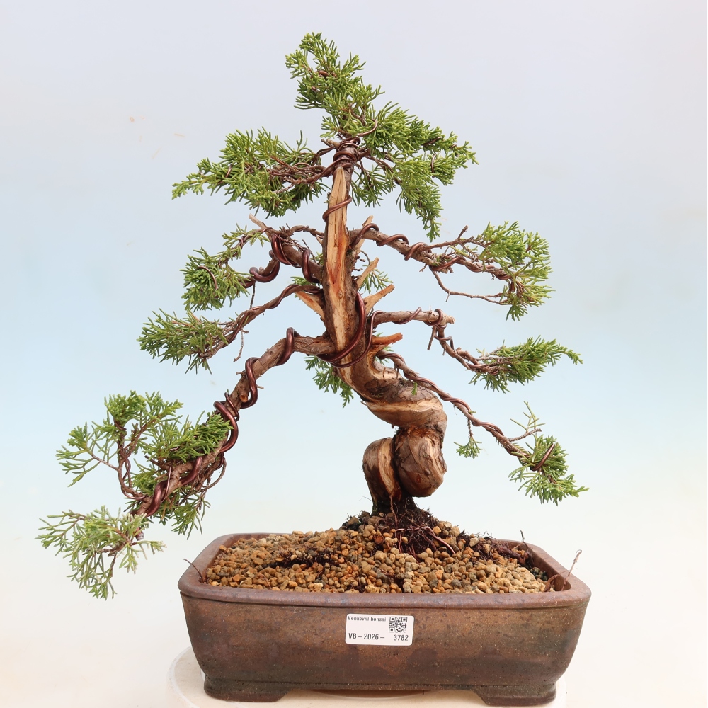 Bonsai voor buiten - Juniperus chinensis Itoigawa-Juniperus chinensis