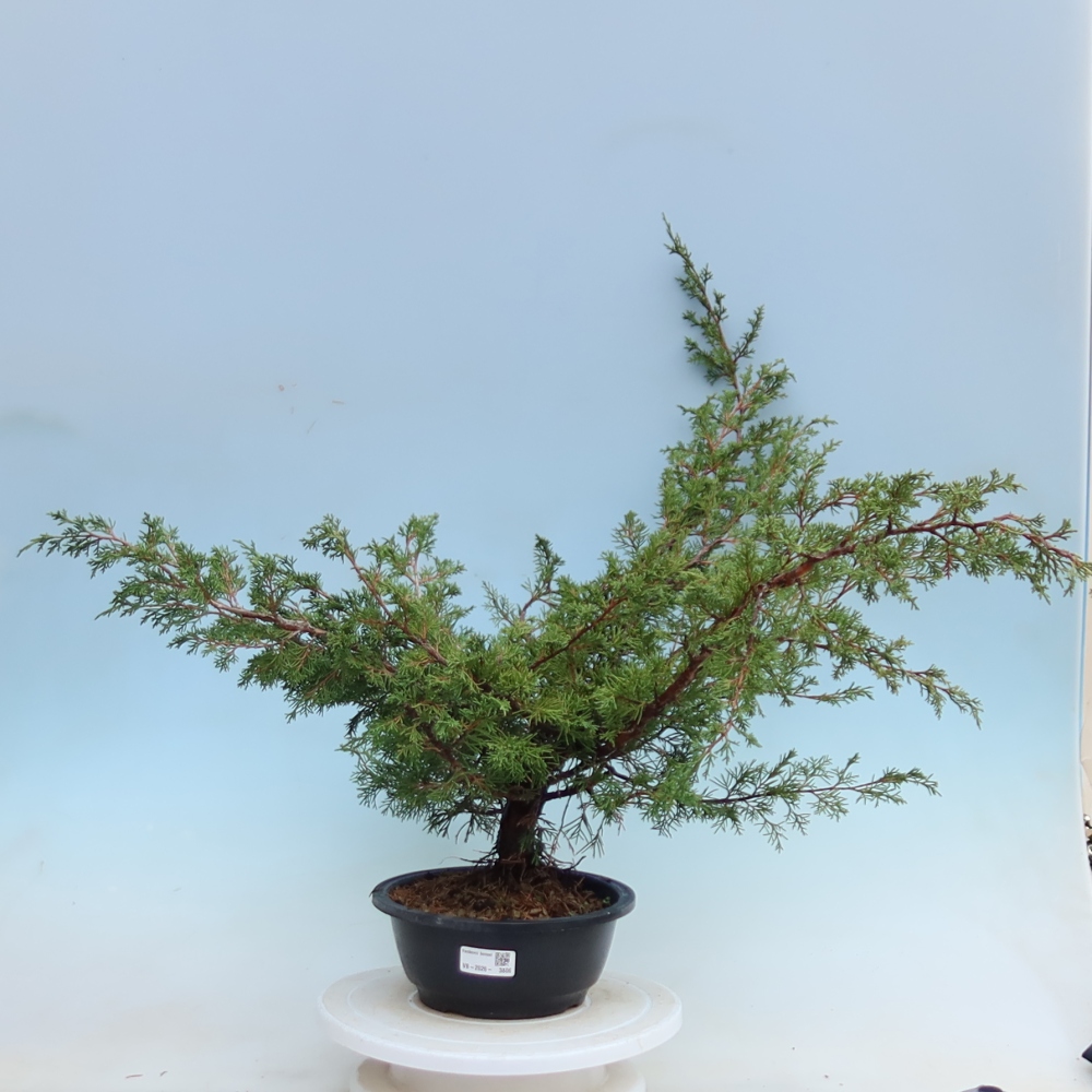 Bonsai voor buiten - Juniperus chinensis Itoigawa - Chinese jeneverbes