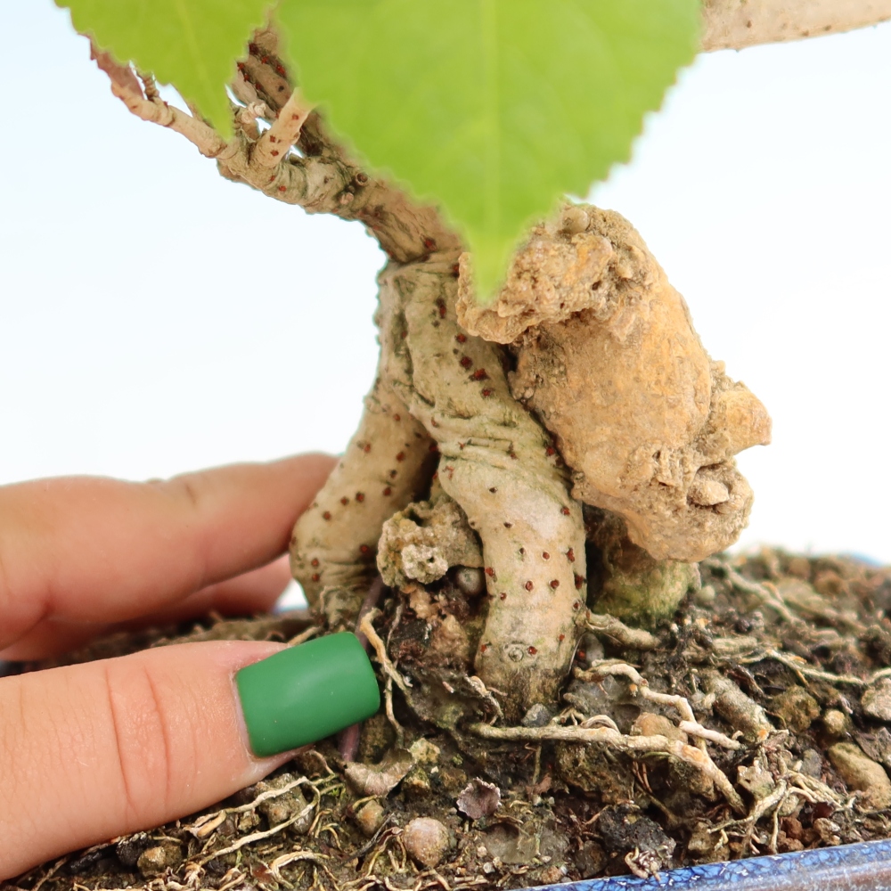Bonsai voor binnen - Hibiscus tiliaceus - Zee Hibiscus