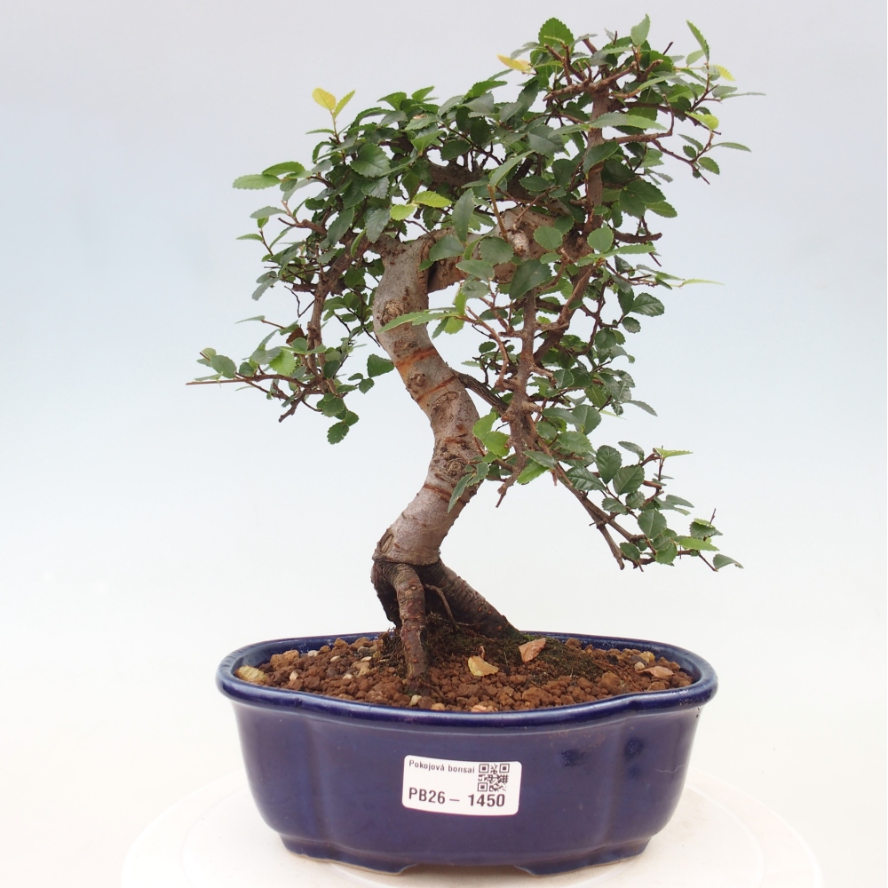 Kamerbonsai - Ulmus parvifolia - Winteriep