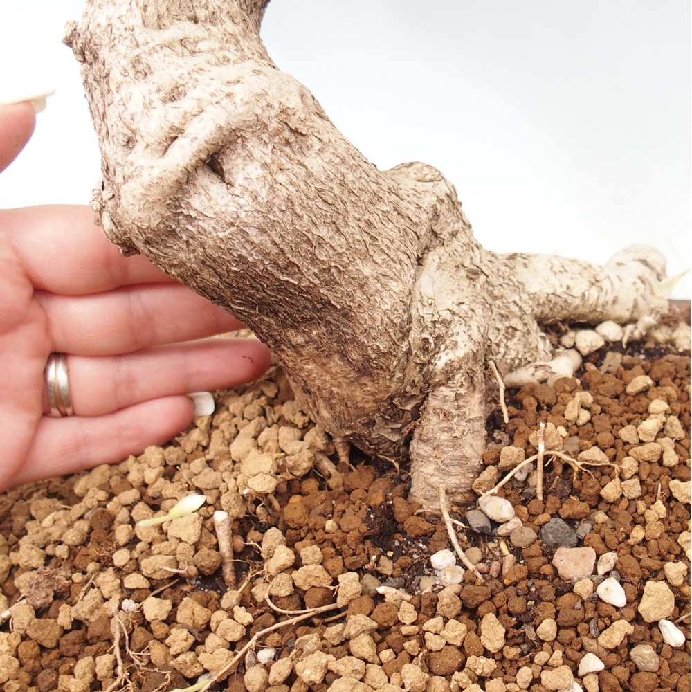 Bonsai voor buiten - Vistaria - Wisteria