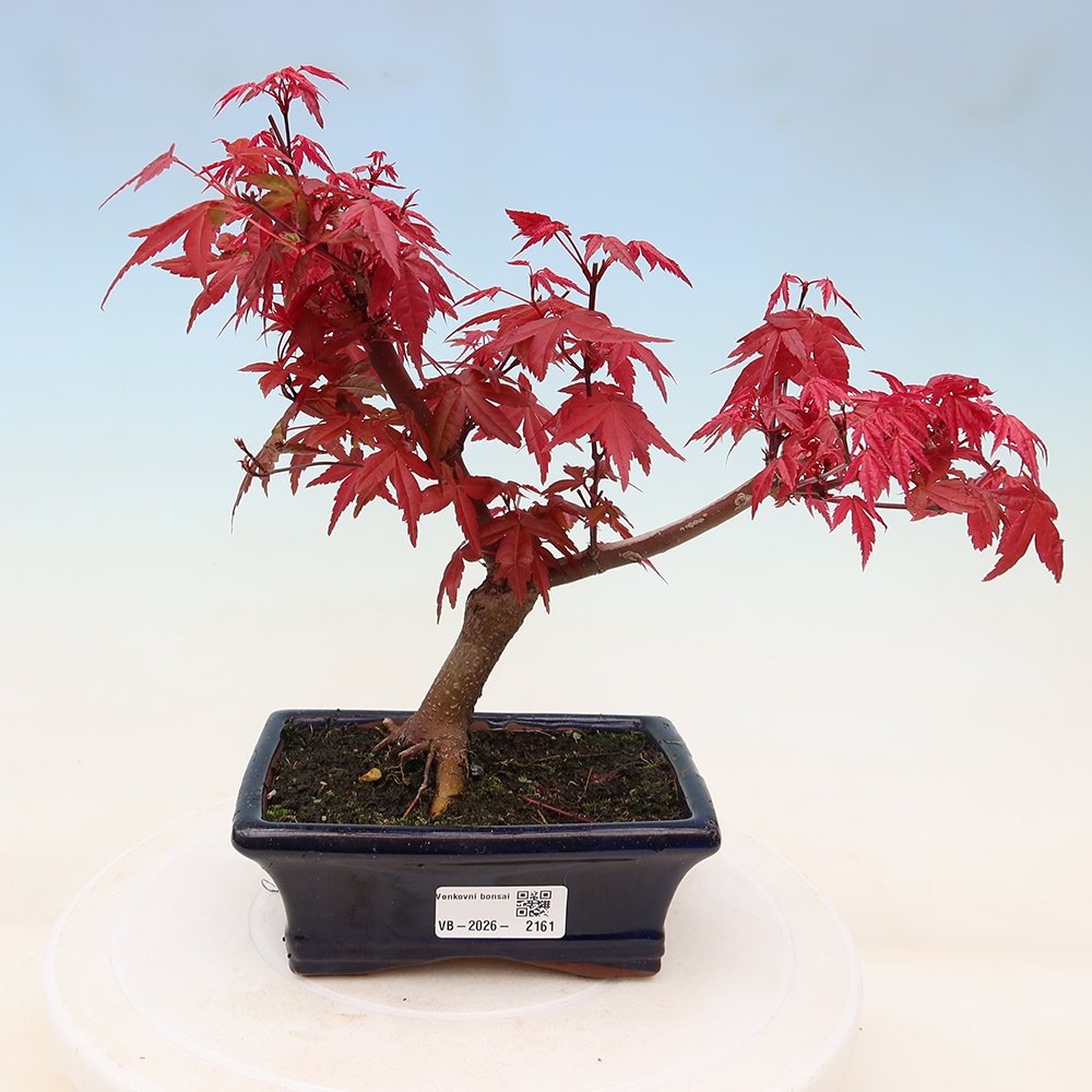 Bonsai voor buiten - Acer palmatum DESHOJO