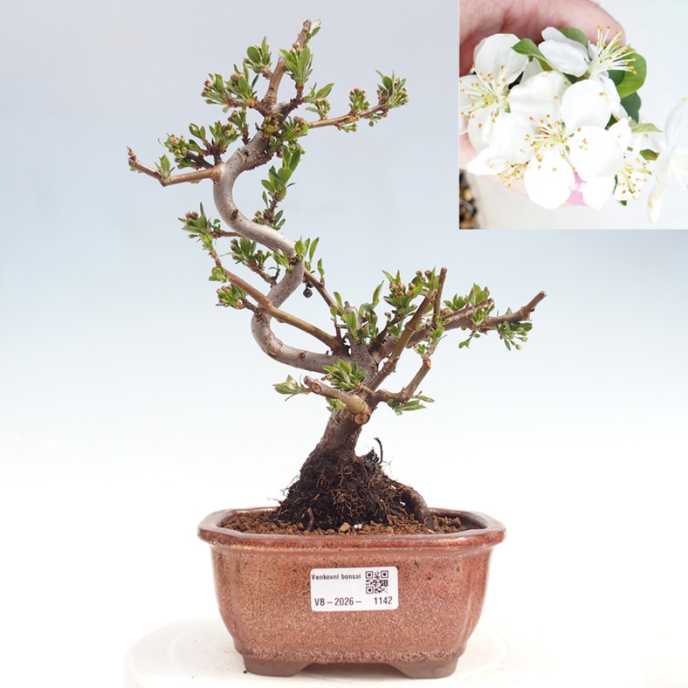 Bonsai voor buiten - Malus sargentii - Appelboom met kleine vruchten