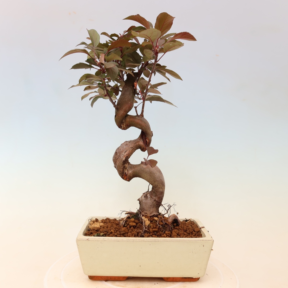 Bonsai voor buiten -Malus domestica - Roodbladige appelboom met kleine vruchten