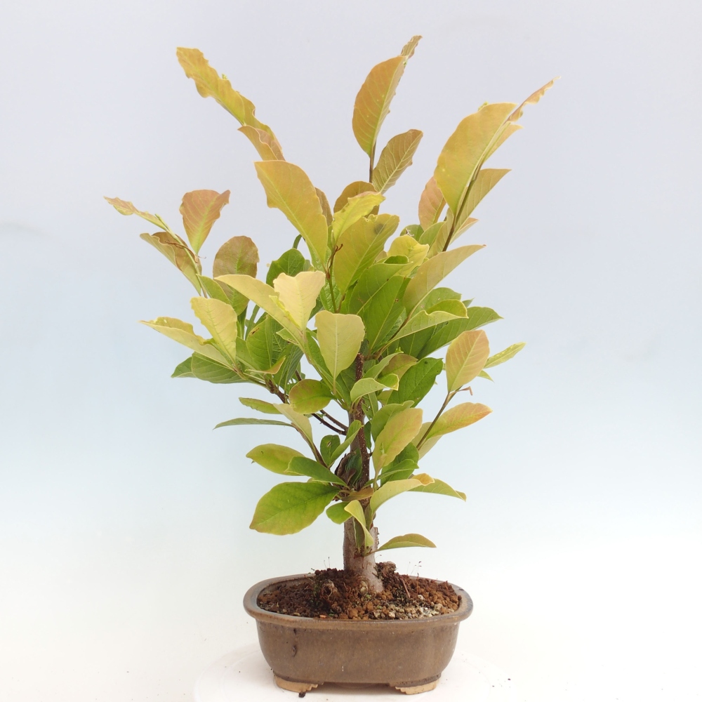 Bonsai voor buiten - Magnolia loebneri merrill - Magnolia