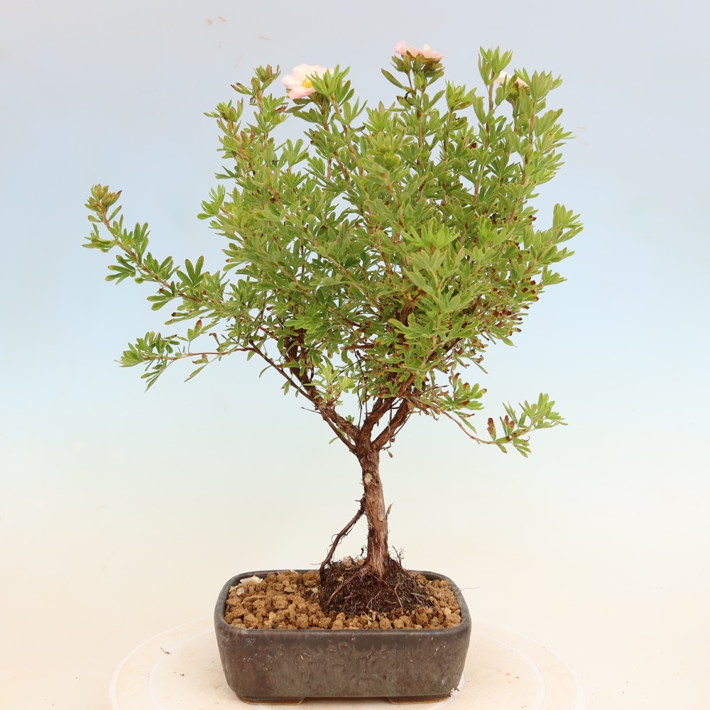Buitenbonsai – Struikpotentilla – Potentilla fruticosa Bellissima