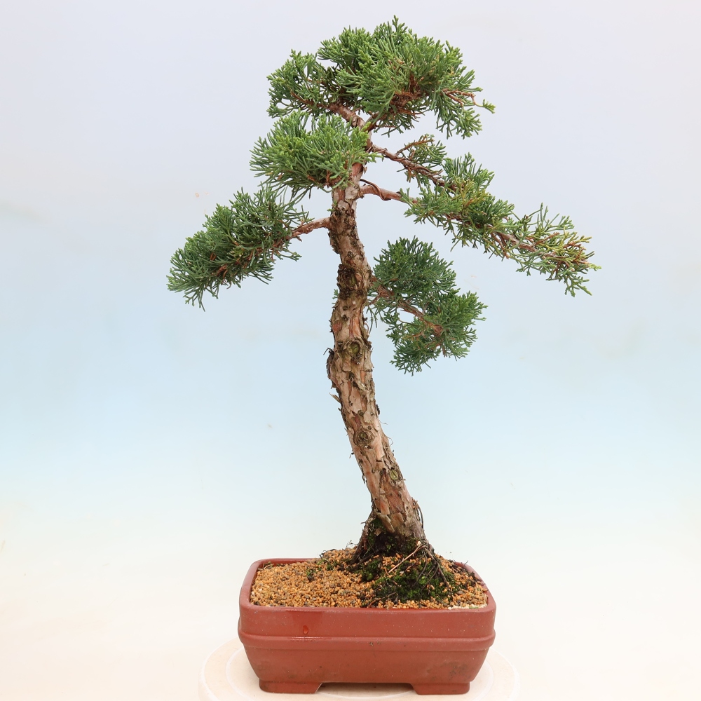 Bonsai voor buiten - Juniperus chinensis Kishu