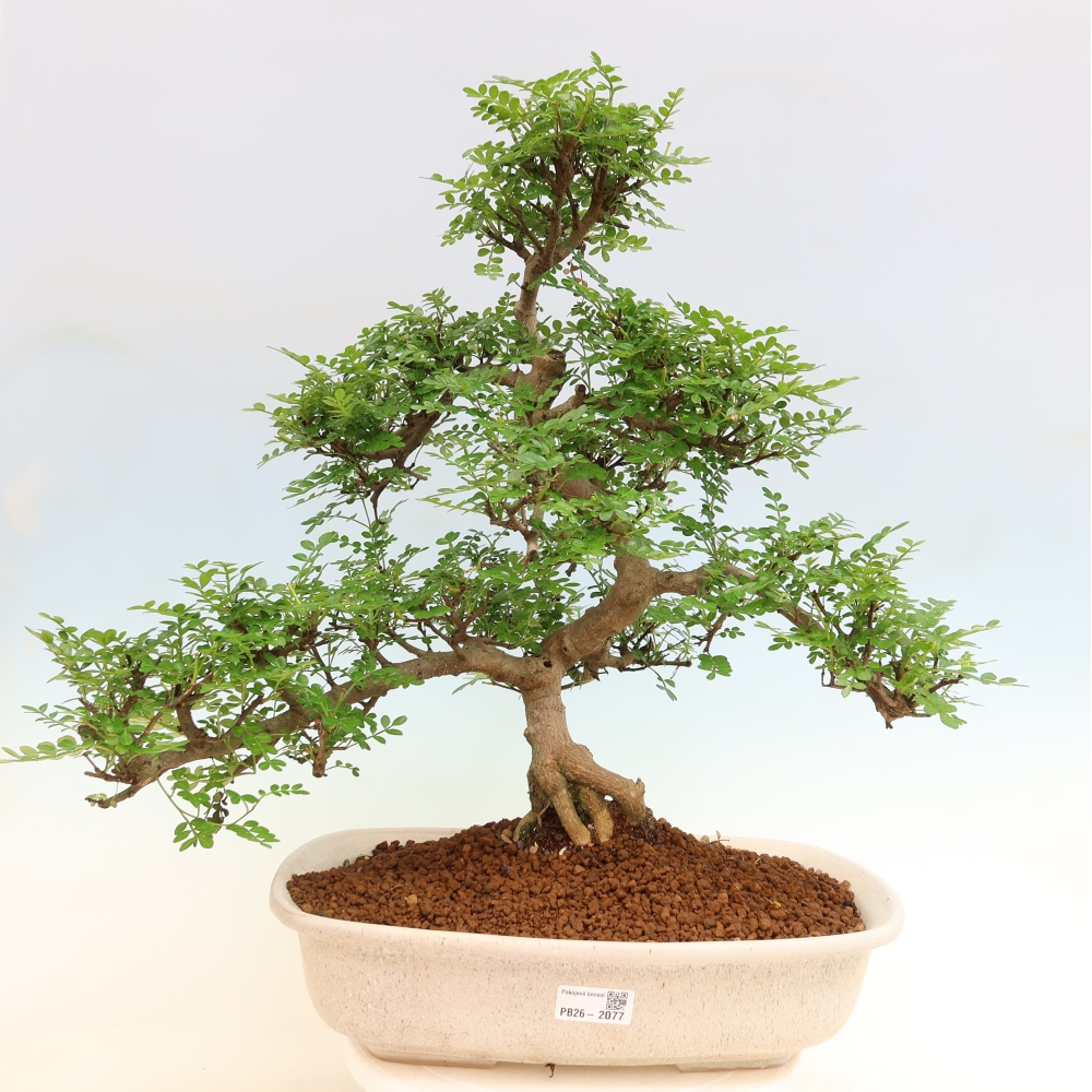 Kamerbonsai - Zantoxylum piperitum - peperboom