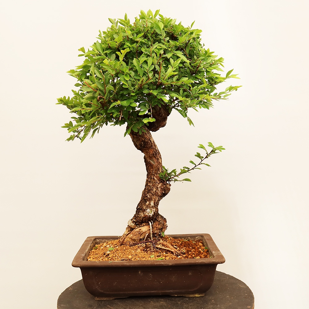 Bonsai voor buiten - Zelkova - Zelkova NIRE