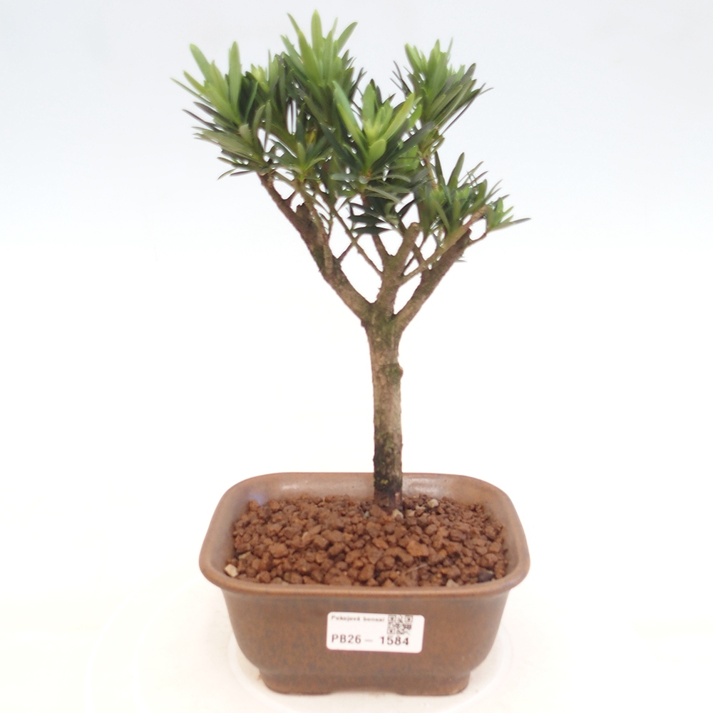 Kamerbonsai - Podocarpus - Taxus