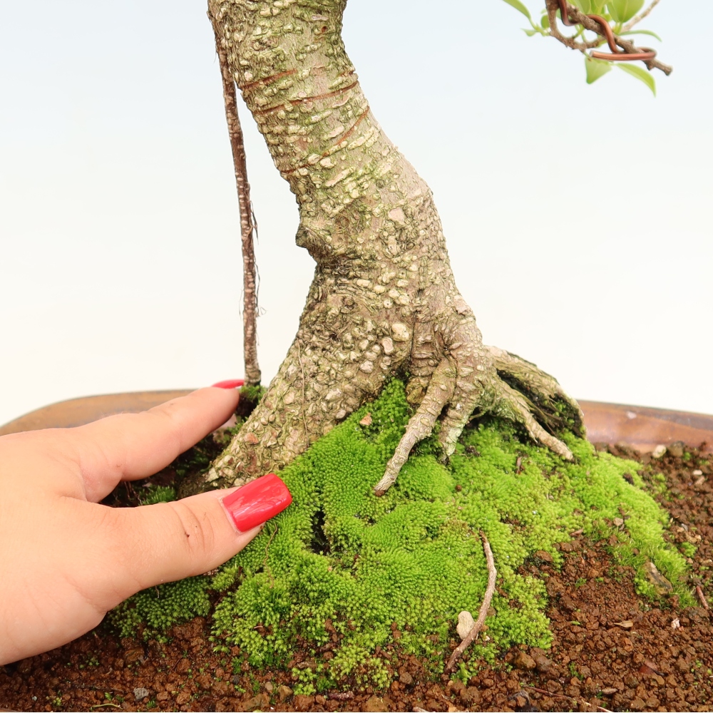 Kamerbonsai - Ficus kimmen - kleinbladige ficus