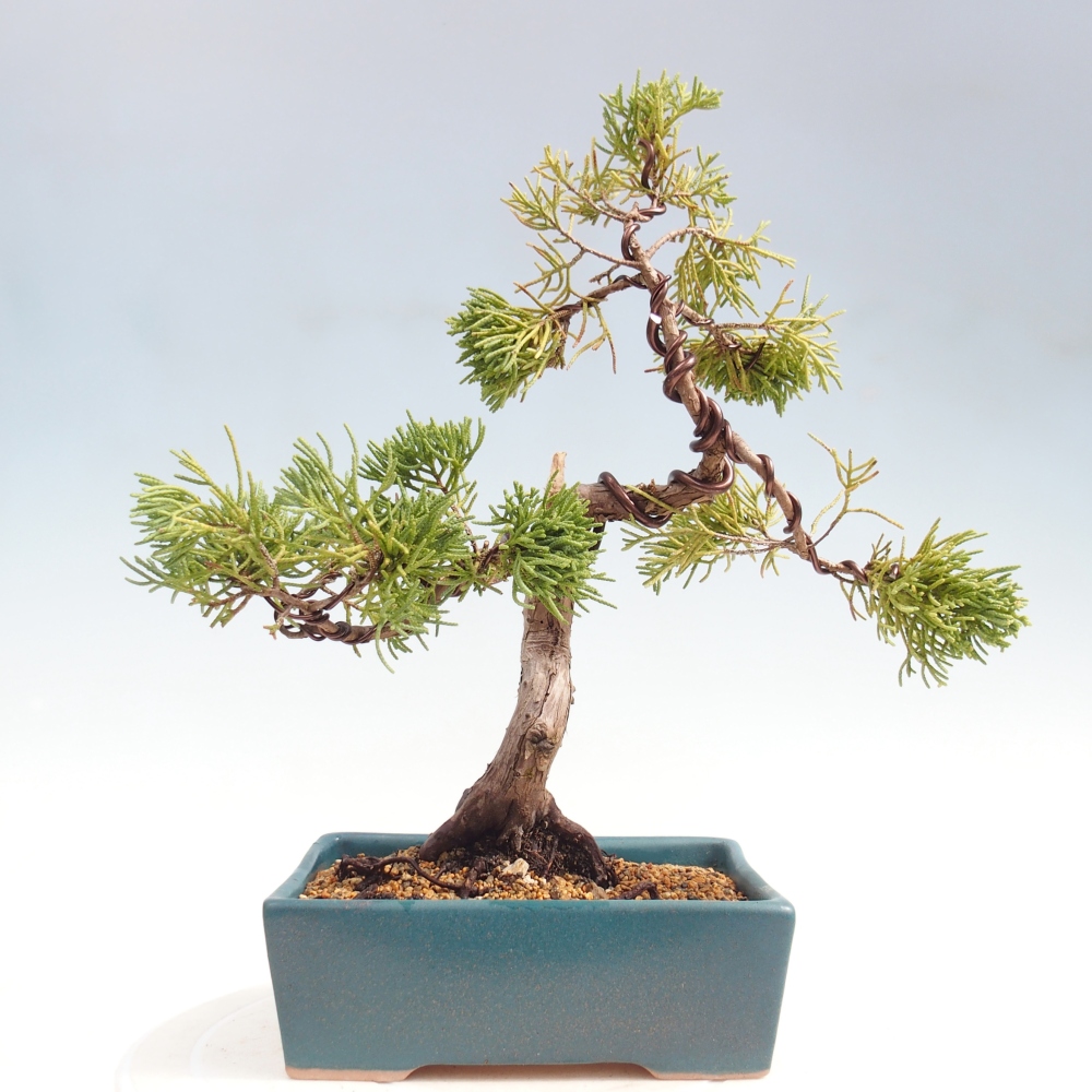 Bonsai voor buiten - Juniperus chinensis Kishu