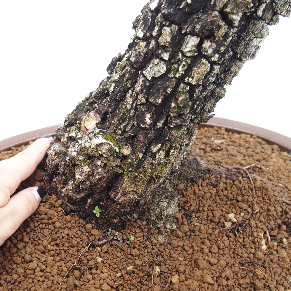 Yamadori - Quercus Ilex -Oakhulst
