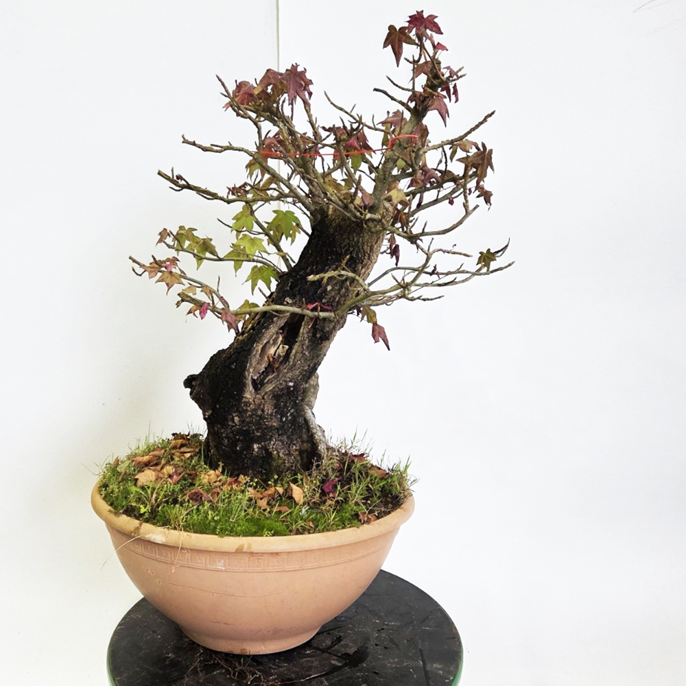 Bonsai voor buiten - Ambrosia - Liquidambar styraciflua