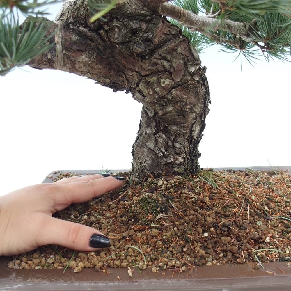 Bonsai voor buiten - Pinus parviflora - Pinus parviflora