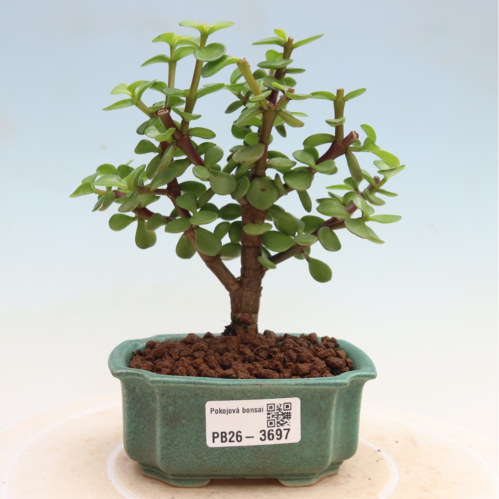 Kamerbonsai - Portulakaria Afra - Tlustice