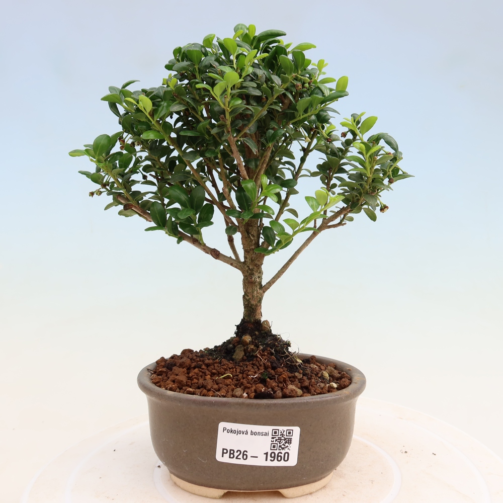 Kamerbonsai - Ilex crenata - Hulst