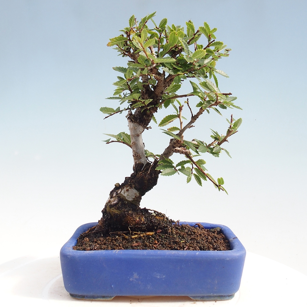 Bonsai voor buiten - Zelkova - Zelkova NIRE