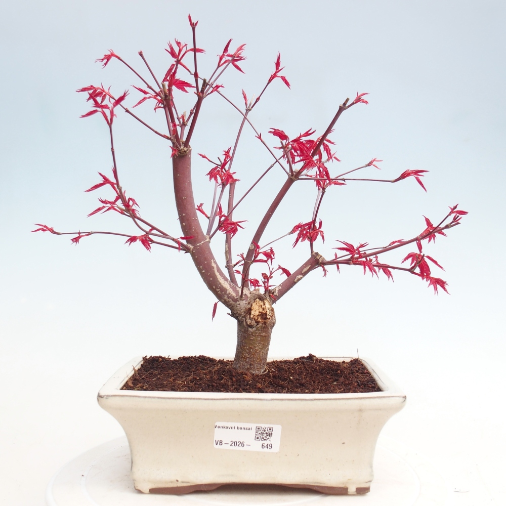 Bonsai voor buiten - Acer palmatum DESHOJO