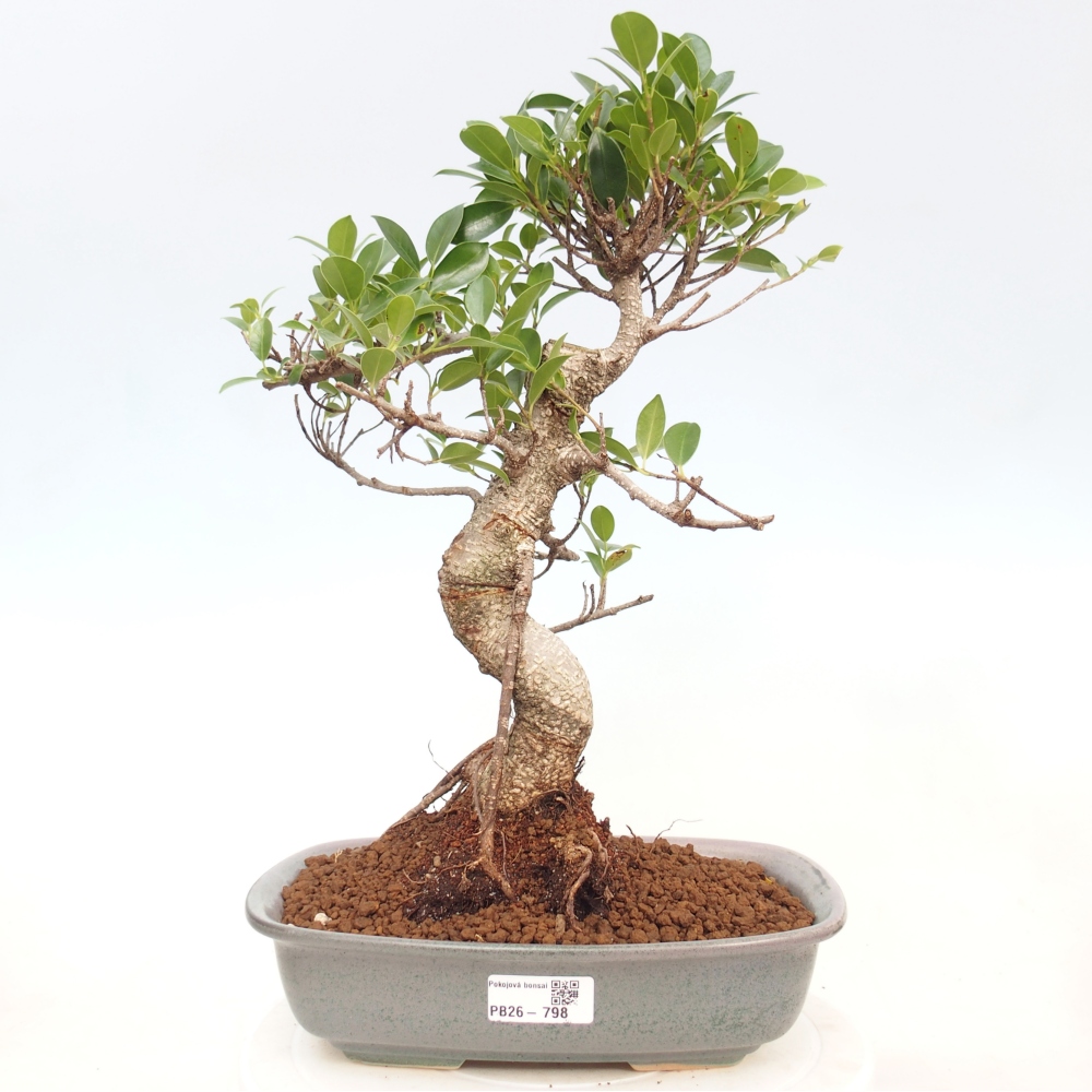 Kamerbonsai - Ficus kimmen - kleinbladige ficus