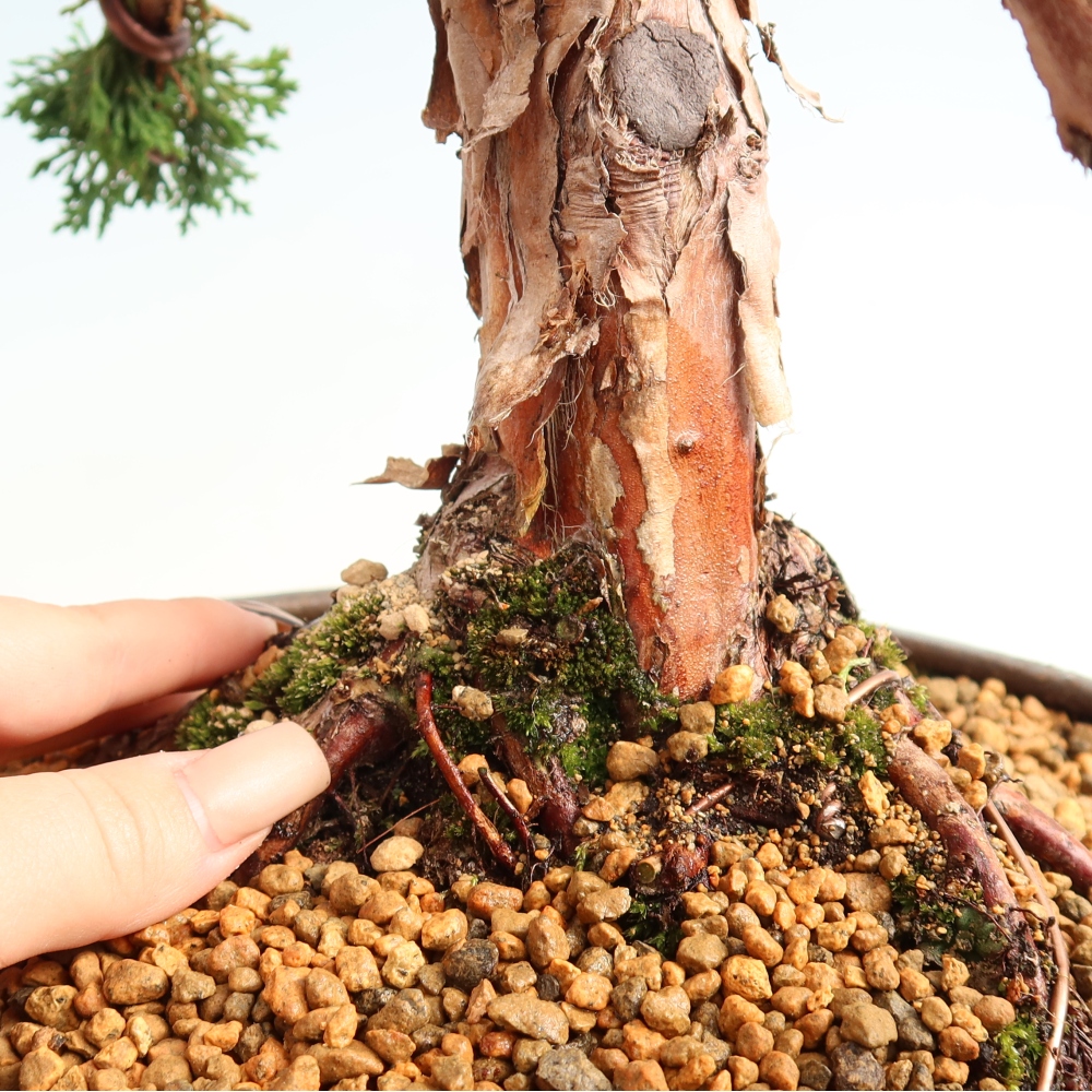 Bonsai voor buiten - Juniperus chinensis Kishu