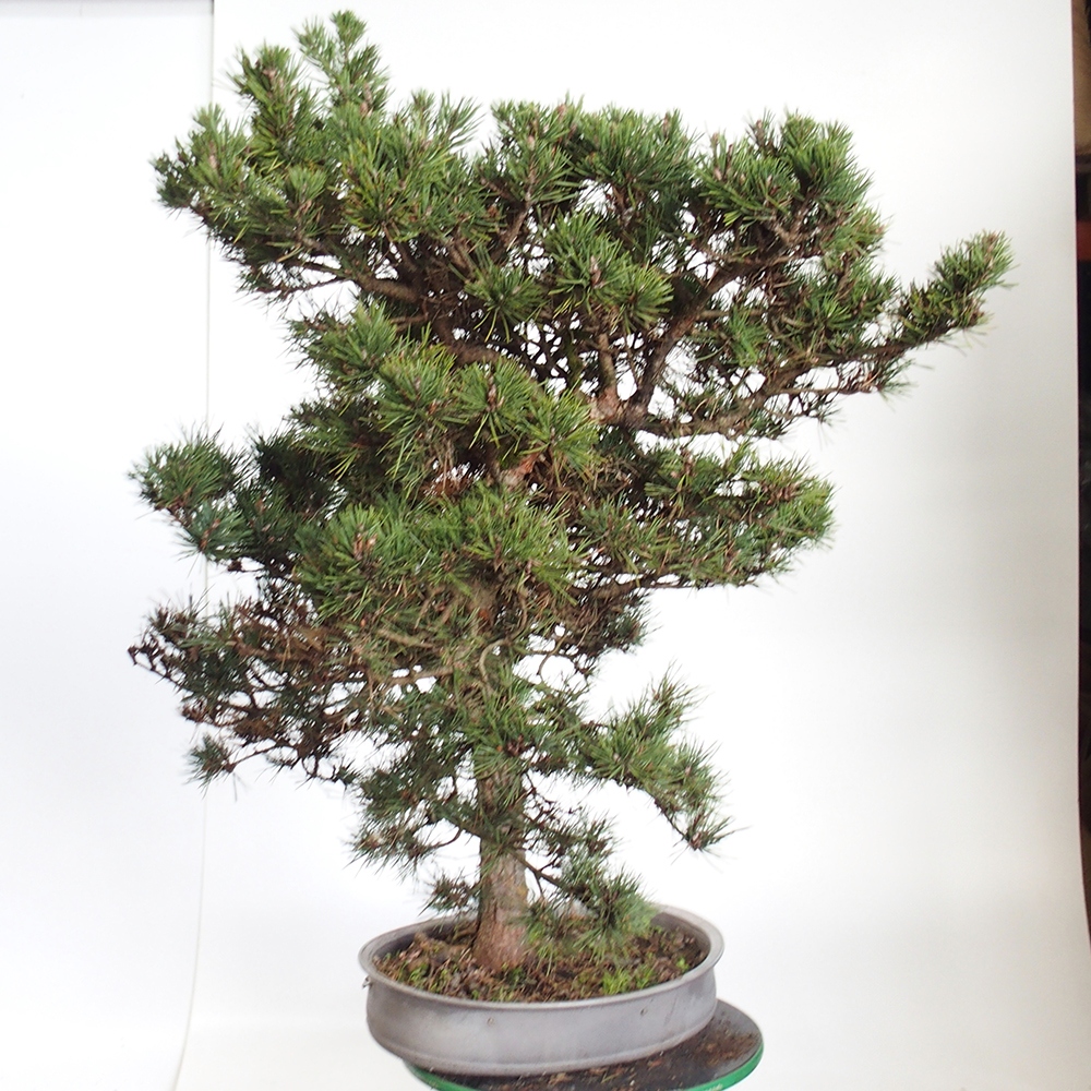 Yamadori - Pinus sylvestris Spanje