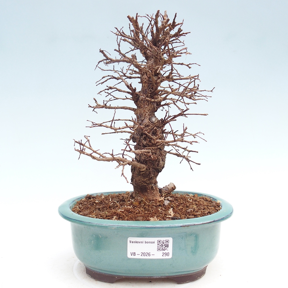Bonsai voor buiten - Zelkova - Zelkova NIRE