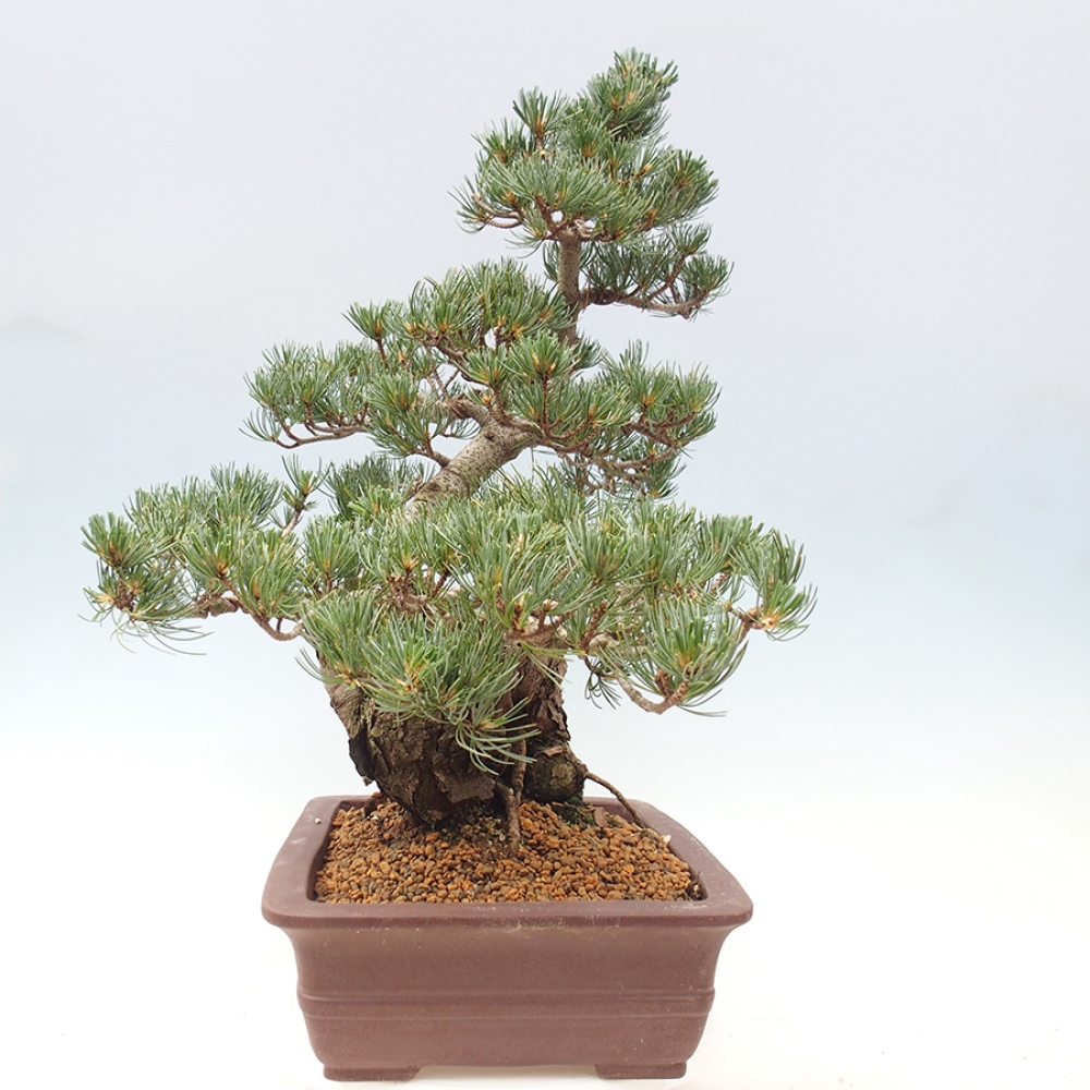 Bonsai voor buiten - Pinus parviflora - Pinus parviflora