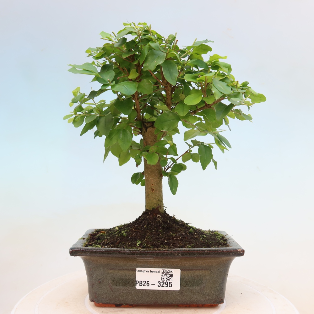 Kamerbonsai -Ligustrum chinensis - Vogelsnavel
