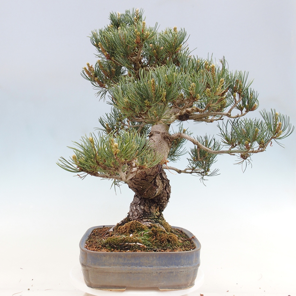 Bonsai voor buiten - Pinus parviflora - Pinus parviflora