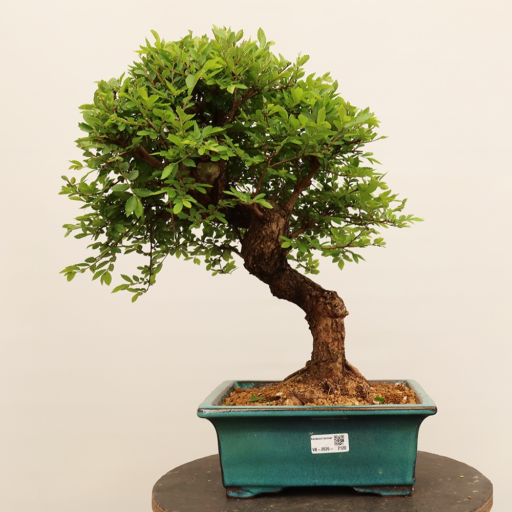 Bonsai voor buiten - Zelkova - Zelkova NIRE
