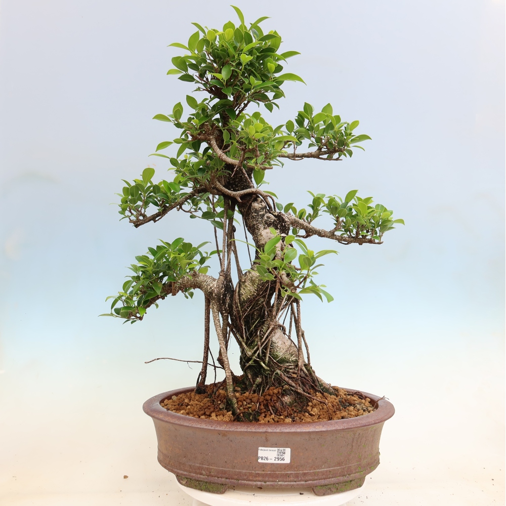 Kamerbonsai - Ficus kimmen - kleinbladige ficus