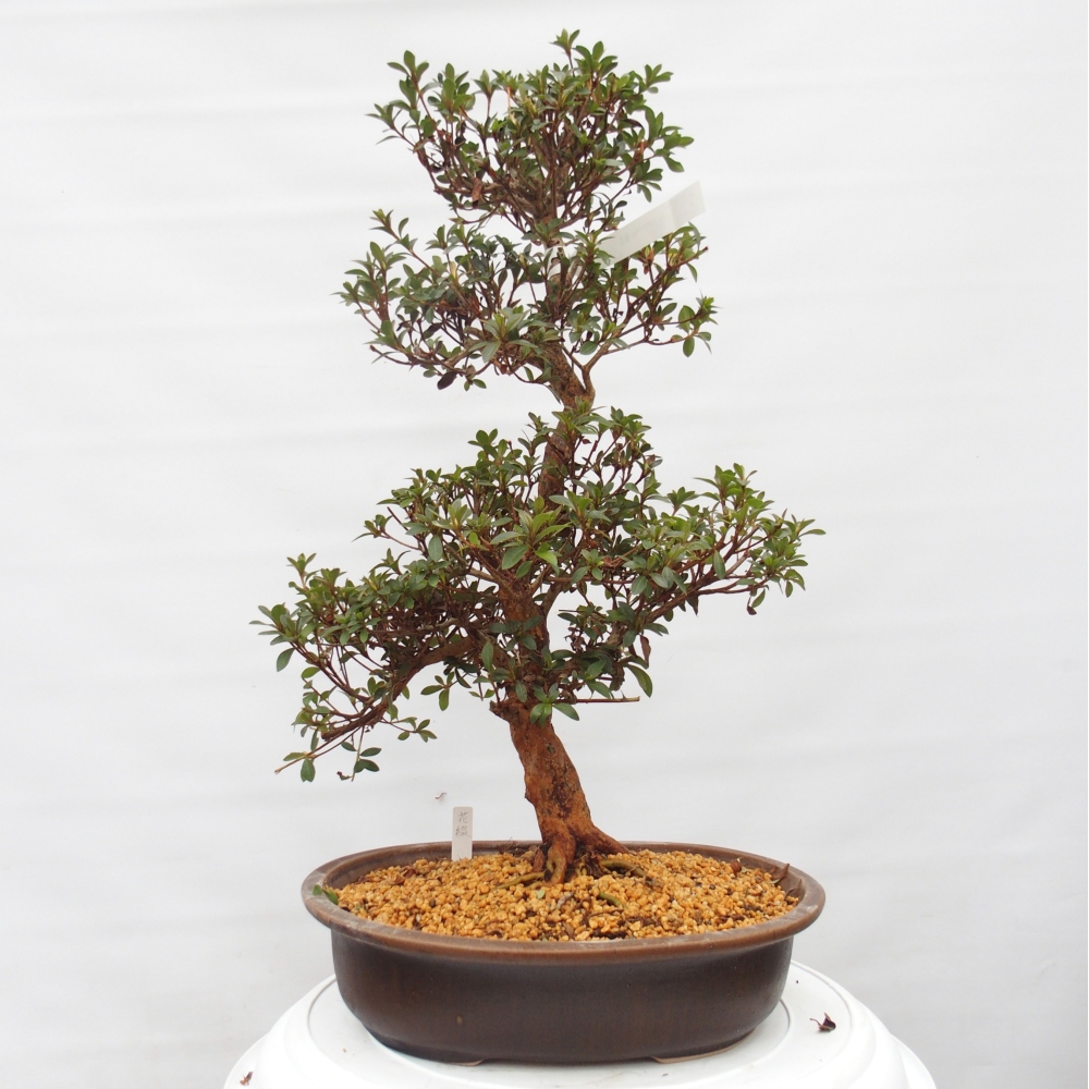 Bonsai voor buiten - Japanse Azalea - Azalea Hanatsuzuri