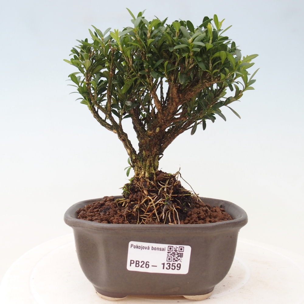 Kamerbonsai - Buxus harlandii - kurk buxus