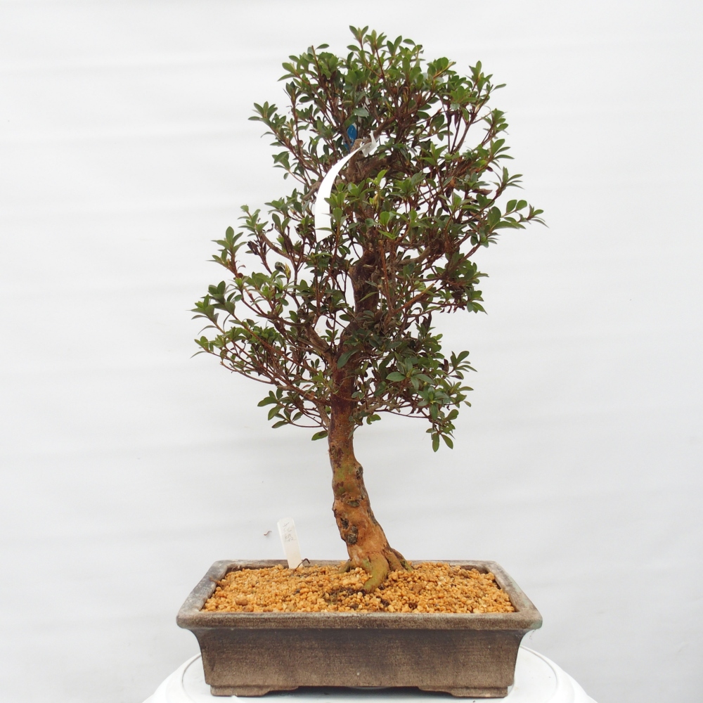 Bonsai voor buiten - Japanse Azalea - Azalea Hanatsuzuri